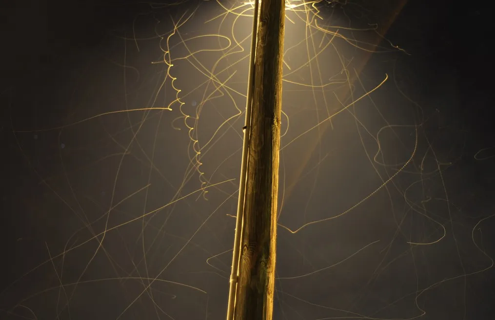 insecte-nuit